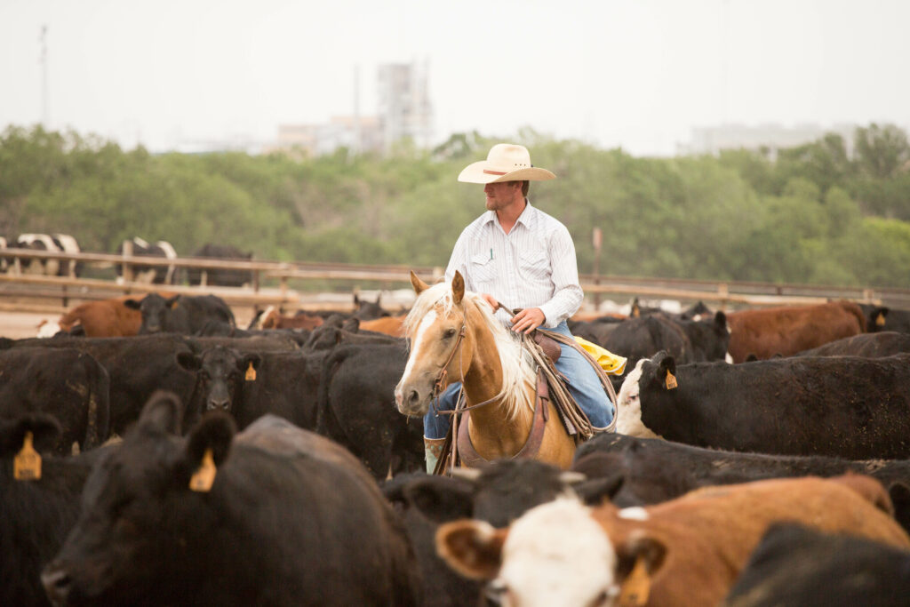 a pen rider in a full pen of cattle