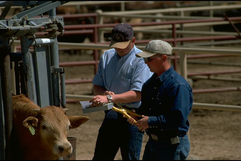 caring for cattle