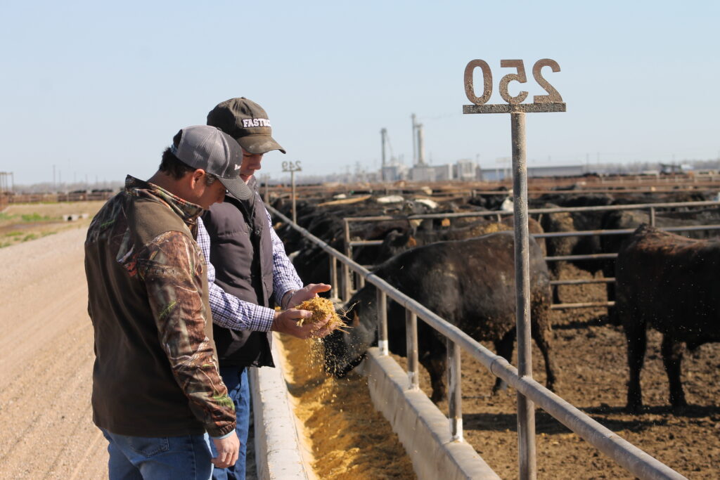 feedyard manager surveying feed quality