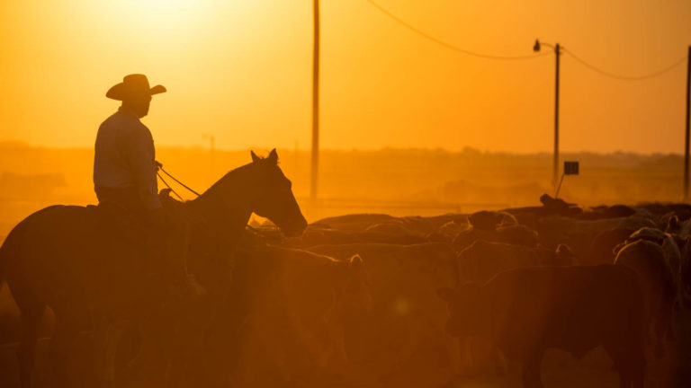 Pen rider at dusk