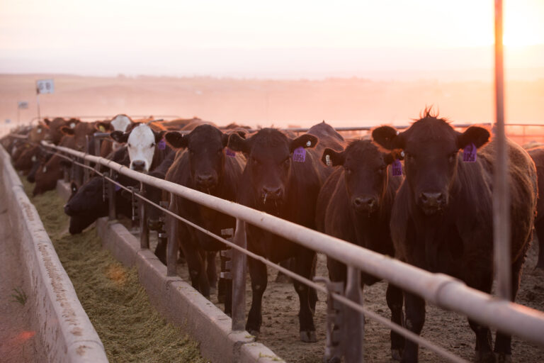 cattle at the bunk line