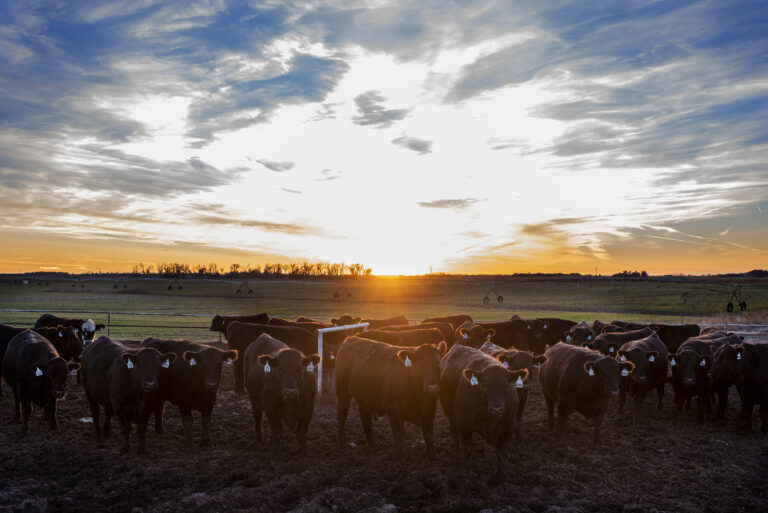 Calves at Sunset